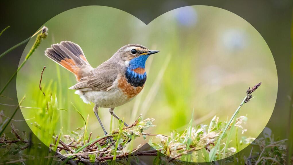 info-1021-575 info-1021-575